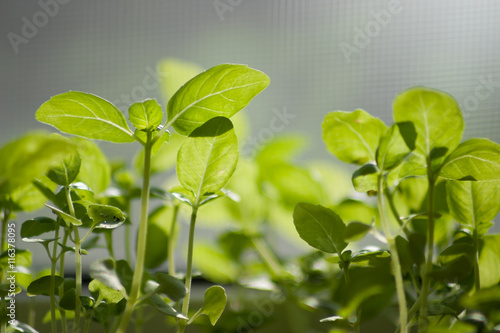 young shoots of basil