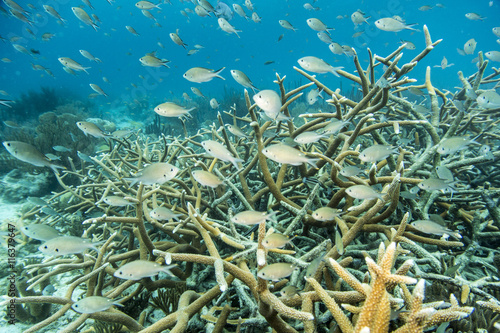 Unterwasser - Riff - Fisch - Koralle - Hirschgeweihkoralle - Tauchen - Curacao - Karibik