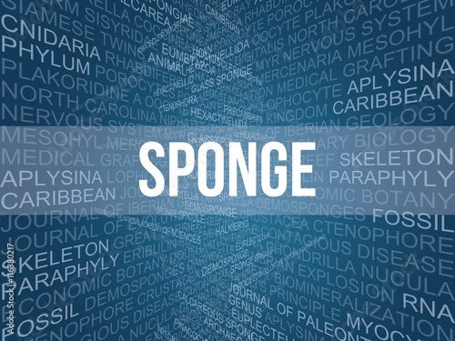 sponge photo