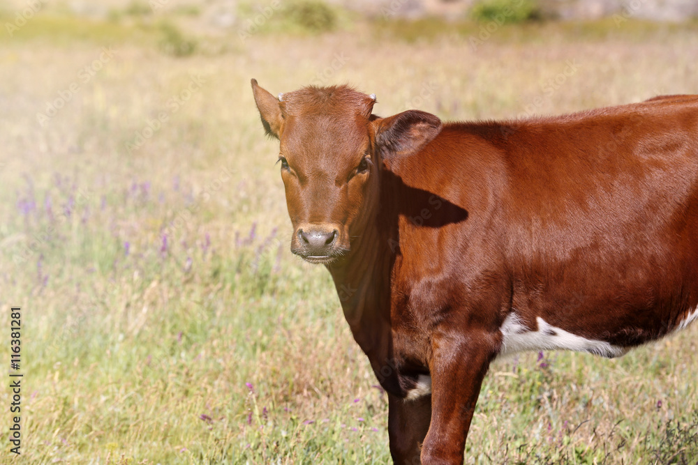 Calf in a meadow