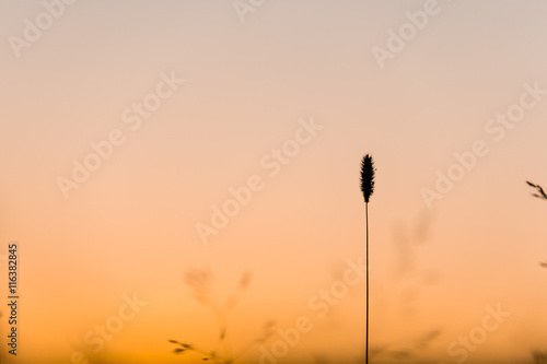 Straw of Grass with Sunset