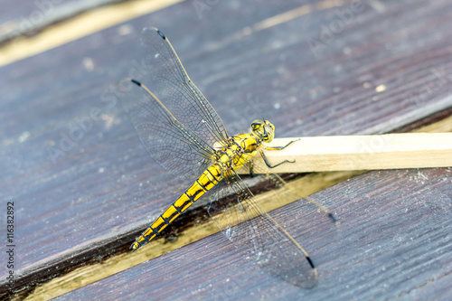 Libelle | Odonata photo