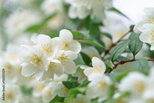 dense jasmine bush blossoming in summer day