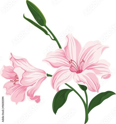 Fototapeta Naklejka Na Ścianę i Meble -  Beautiful blooming lily flowers. Floral postcard. Wedding elements. Colored silhouette isolated on white background. Vector illustration.