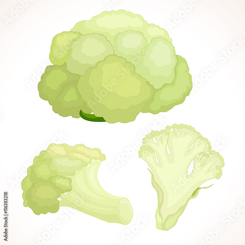 Fresh cauliflower whole, cut, inflorescence isolated on background. Vector illustration