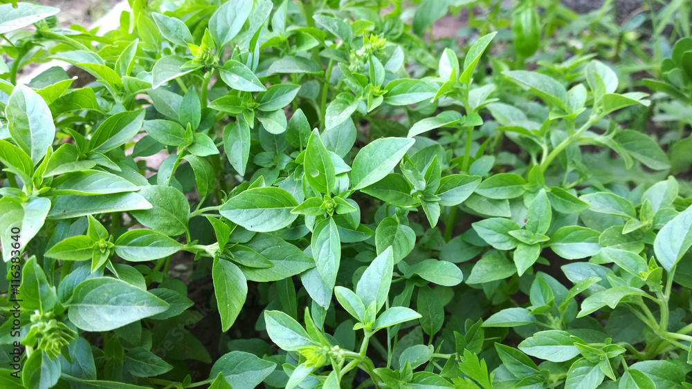 basil background basil background