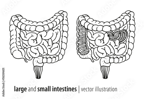 Large and small intestines vector illustration, section