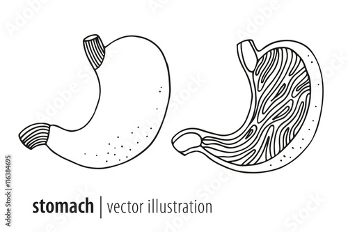 Stomach vector illustration