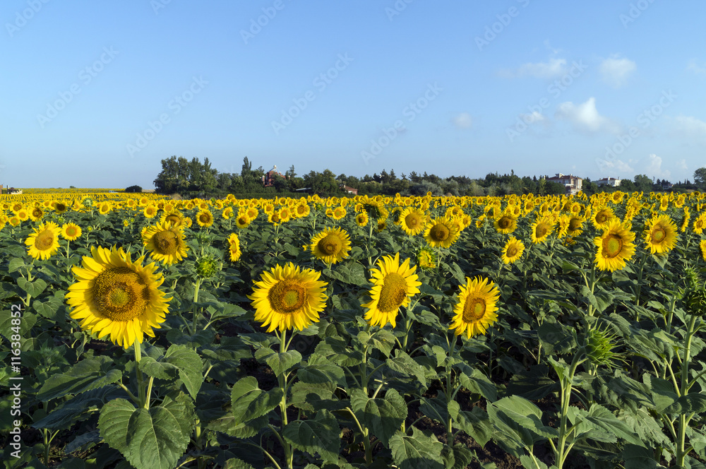 Fototapeta premium Natural beautiful sunflowers in the field