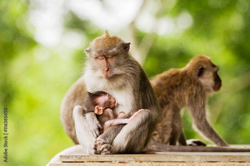 Sleeping monkeys. Monkey forest in Ubud, Bali, Indonesia.