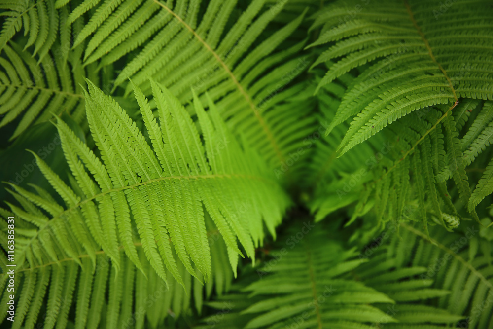 Green fern, macro view Green fern, macro view