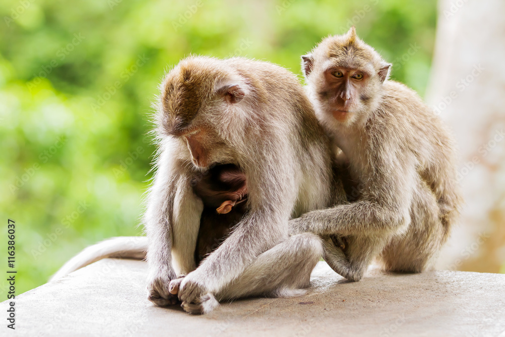 Fototapeta premium Sleeping monkeys. Monkey forest in Ubud, Bali, Indonesia.