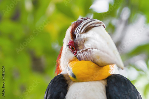 Wreathed hornbill (Rhyticeros undulatus) or the bar-pouched wreathed hornbill. Thailand. photo