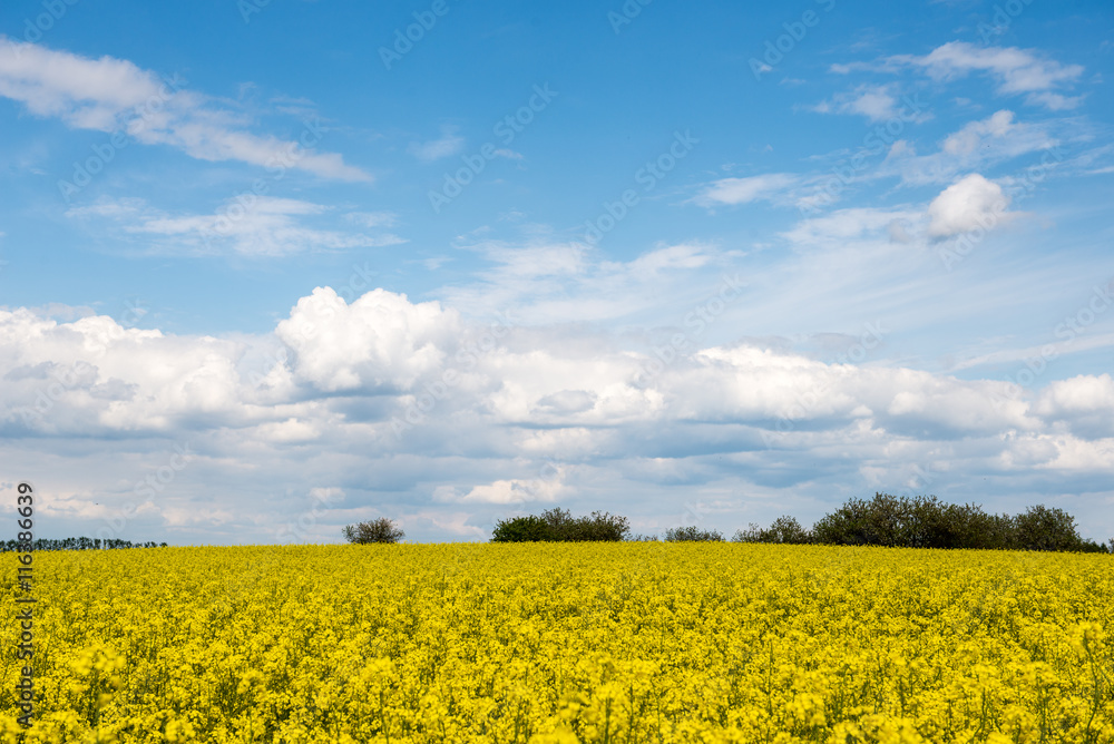 Summer Landscape with rapeseed Field and Clouds