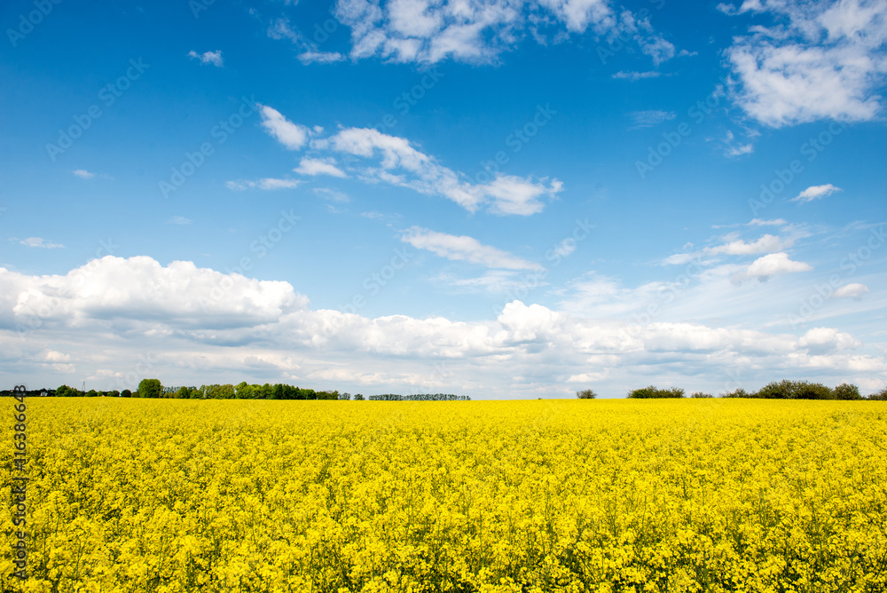 Summer Landscape with rapeseed Field and Clouds