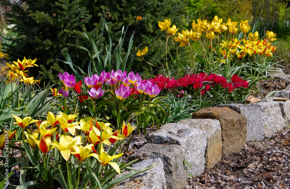 Wildtulpenbeet - flowerbed with wild tulips - obrazy, fototapety, plakaty 