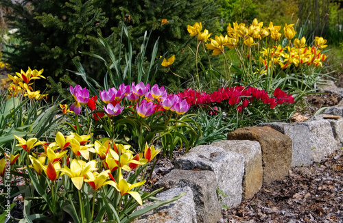 Fototapeta Naklejka Na Ścianę i Meble -  Wildtulpenbeet - flowerbed with wild tulips