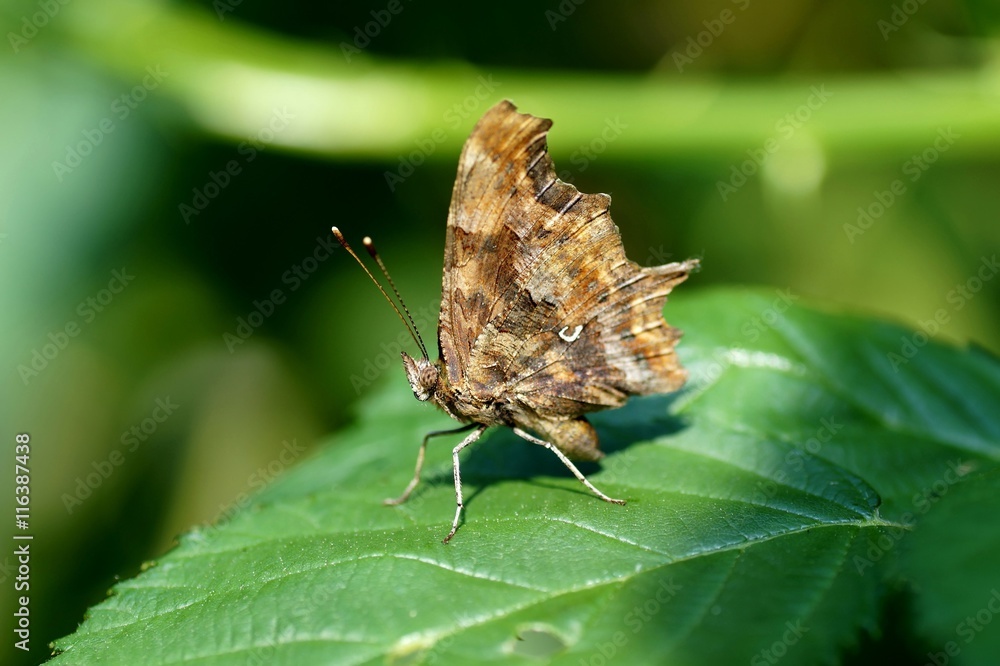 Obraz premium C Falter