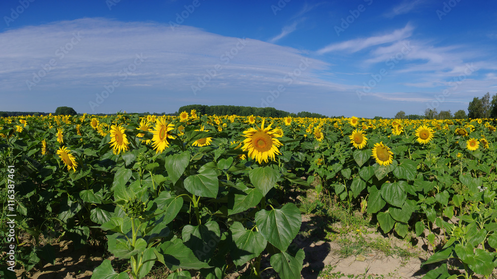Sonnenblumenfeld- sunflowers field in summer Sonnenblumenfeld- sunflowers field in summer