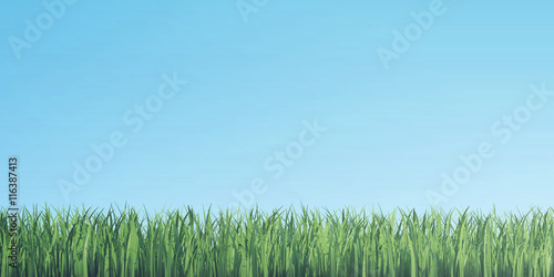 Fototapeta Naklejka Na Ścianę i Meble -  Green grass border on blue sky background. 3d illustration