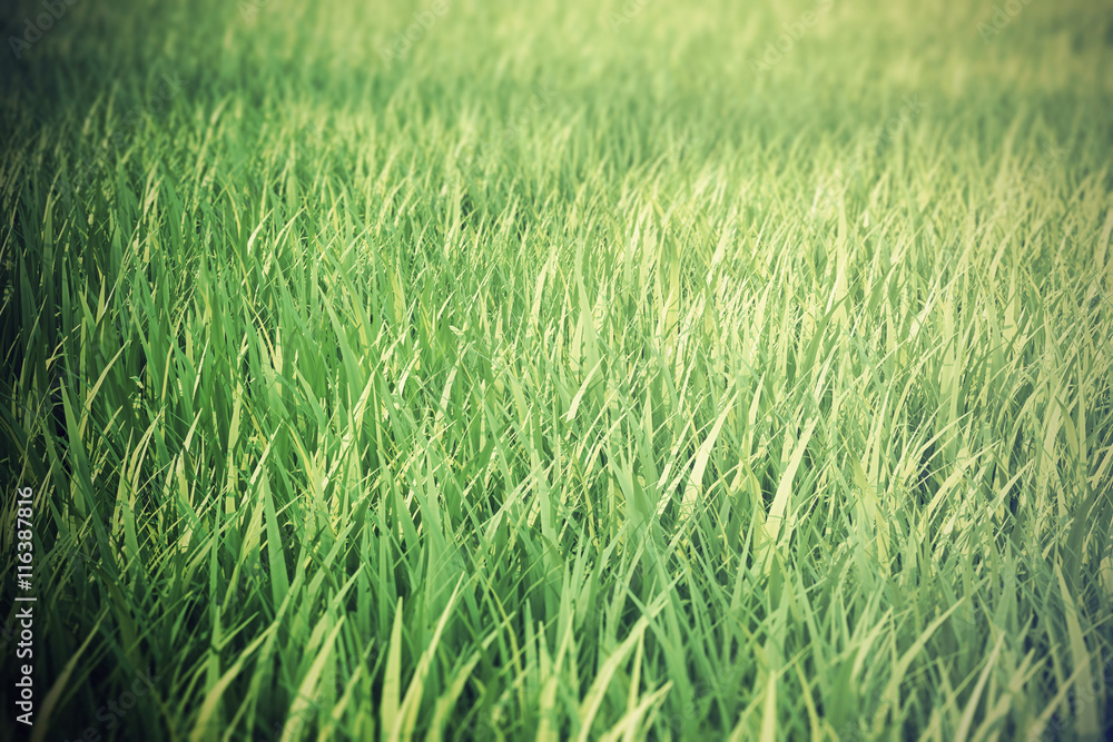 Close up of fresh thick grass with depth field effect. 3d illustration