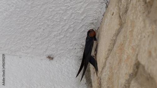Barn swallows  (Hirundo rustica) on the stone wall. Chalkidiki, Greece. photo