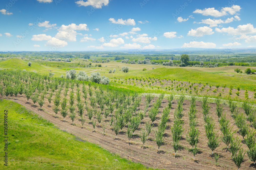 Naklejka premium orchard, agricultural land and blue cloudy sky
