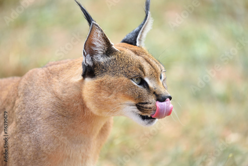 Caracal portrait in Namibia