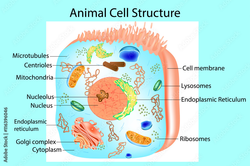 Structure of a Eukaryotic cell. Illustration of the anatomy of an animal  cell. Stock Vector | Adobe Stock