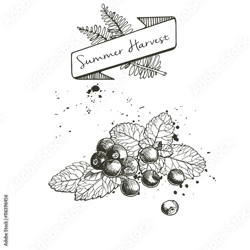 Vector set of summer harvest. Decorated with banner, and blots. Blueberry or cranberry or blackberry and mint leaves.