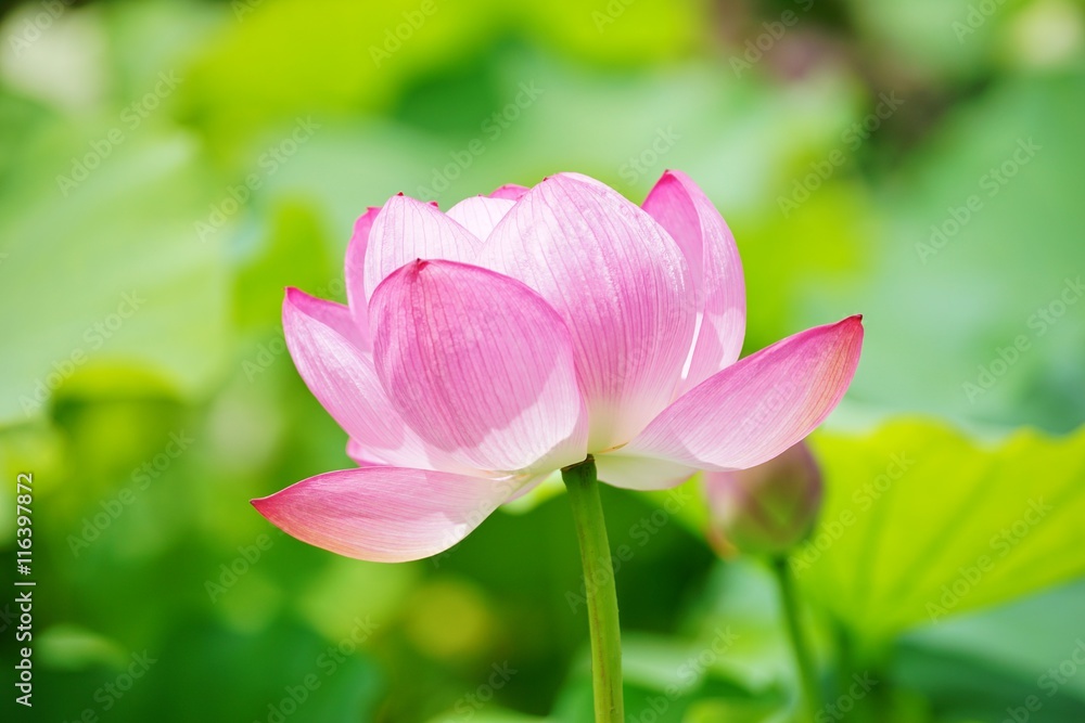 蓮の花 蓮の花