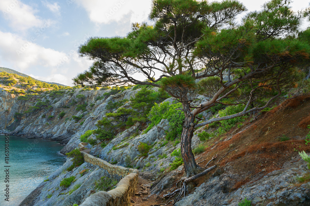 Crimean pine at Trail Golitsyn on the side of Koba-Kaya. Crimean pine at Trail Golitsyn on the side of Koba-Kaya.