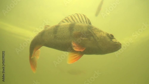 perch under water