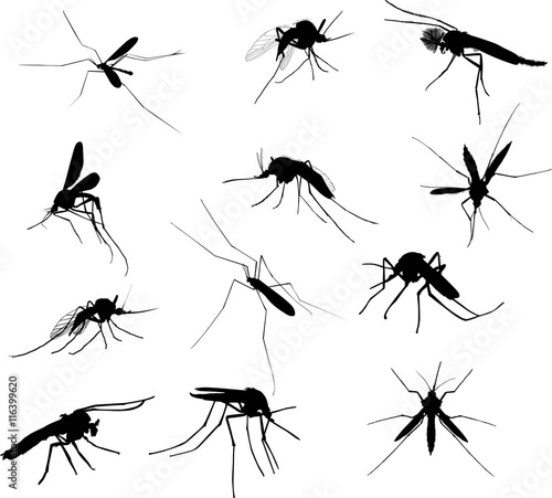 twelve mosquito silhouettes isolated on white