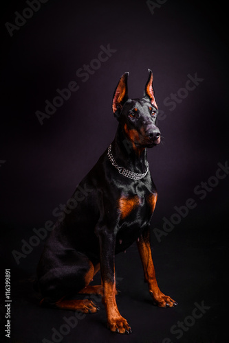 собака породы доберман на чёрном фоне