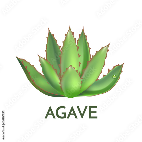 Agave plant green flower logo colorful vector illustration