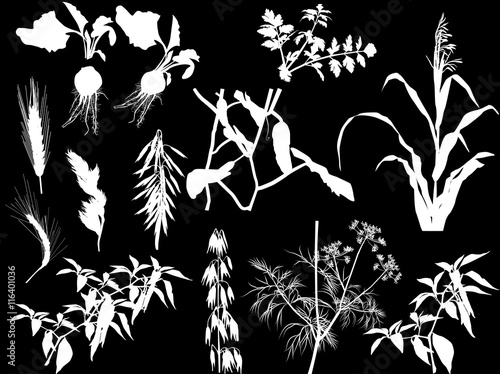 set of agricultural plants silhouettes isolated on black
