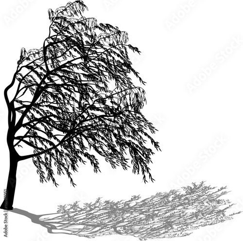 weeping willow with shadow isolated on white