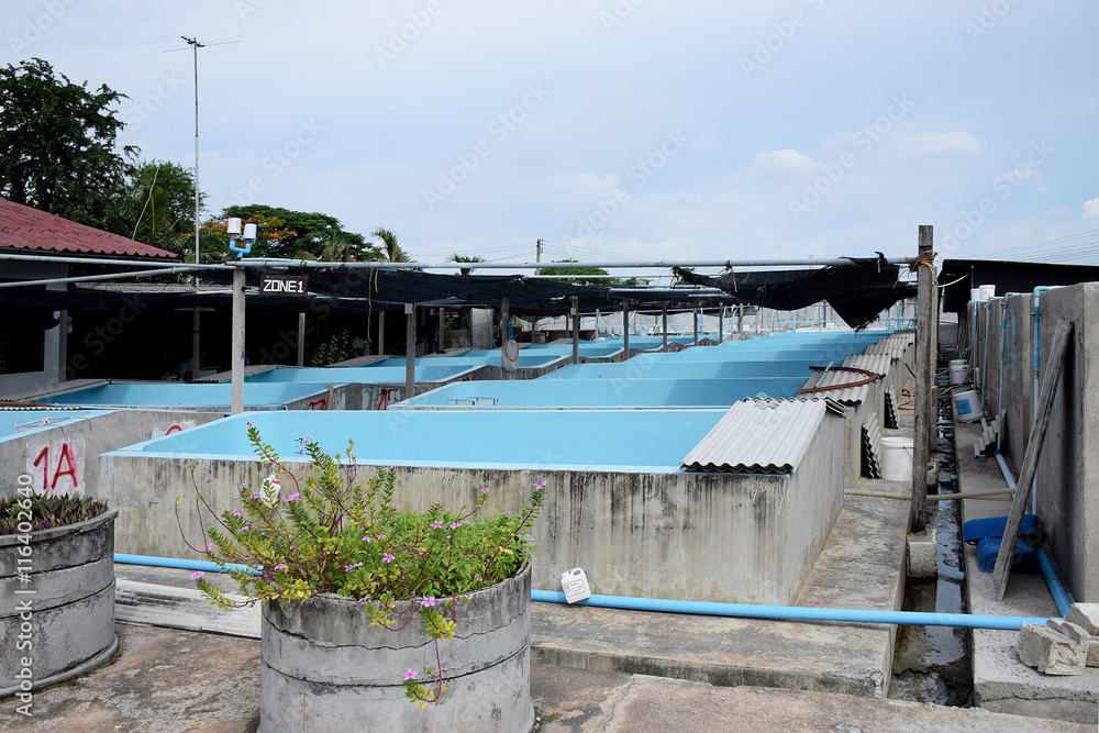 The Shrimp concrete farming. A fish hatchery in Thailand. breed The Shrimp concrete farming. A fish hatchery in Thailand. breed