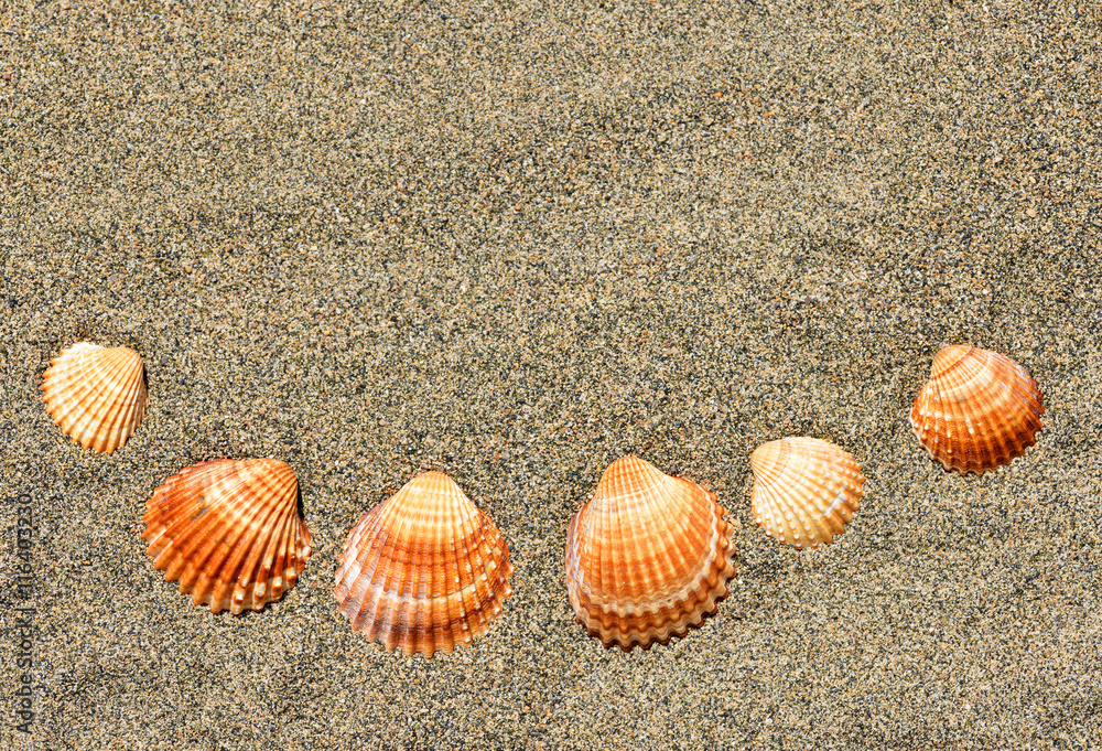 Sea shells on sand. Summer beach background. Sea shells on sand. Summer beach background.