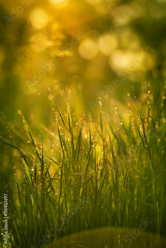  grass in the dew at dawn. sparkling droplets in the sun. natural natural background dawn. all shines and shimmers 