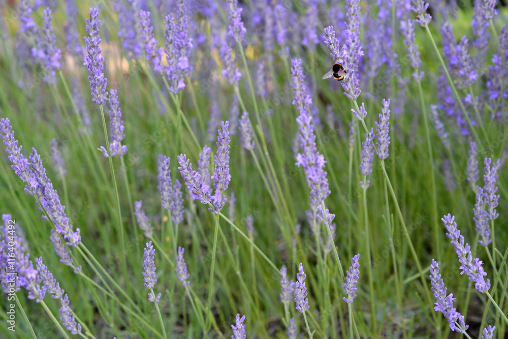 Fototapeta premium Bumblebee on Lavender
