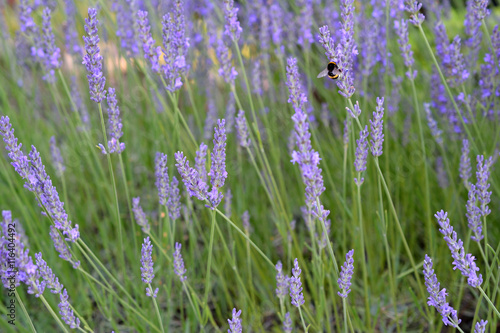 Fototapeta Naklejka Na Ścianę i Meble -  Bumblebee on Lavender