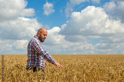 hairless farmer with beard inspecting ripe golden wheat field on the sunny day