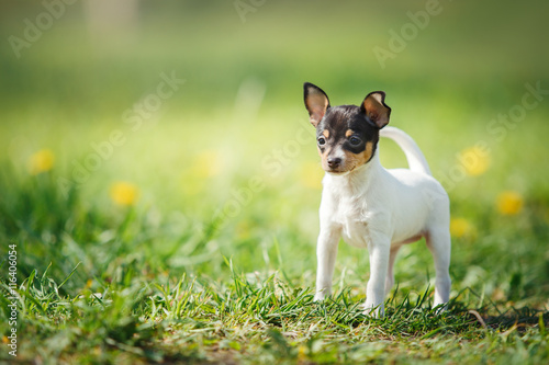 Dogs breed Toy fox terrier puppy © Anna Averianova