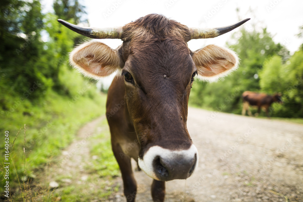 Wunschmotiv: Brown cow on the country road #116406240