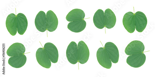 Purple Bauhinia leaf