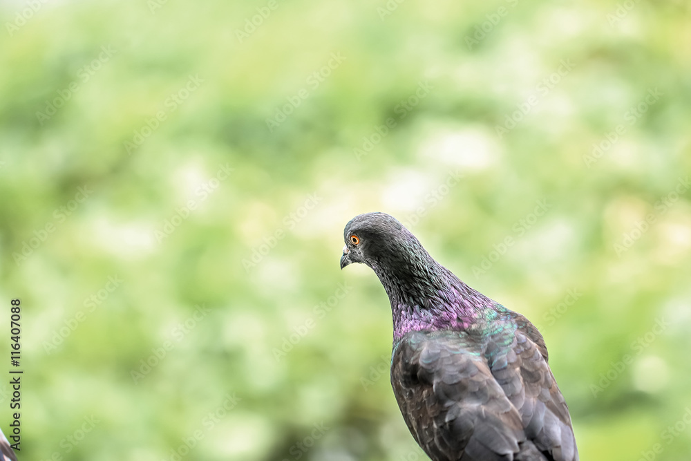 closeup marcro colorful bird pigeon hold on a handrail closeup marcro colorful bird pigeon hold on a handrail