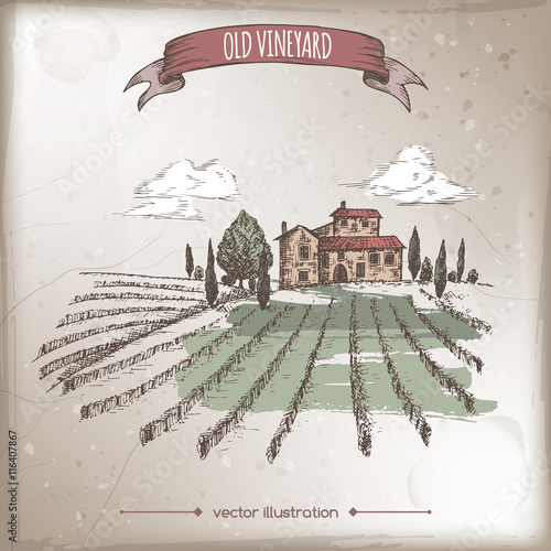 Color vineyard and cottage landscape vector sketch on grunge bakground.