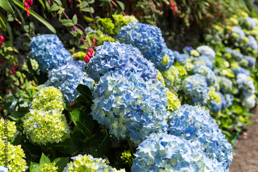 Hydrangea flowers, tropical Botanical Garden in Funchal, Madeira island, Portugal Hydrangea flowers, tropical Botanical Garden in Funchal, Madeira island, Portugal